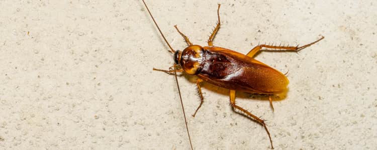 Cockroach Control Barton