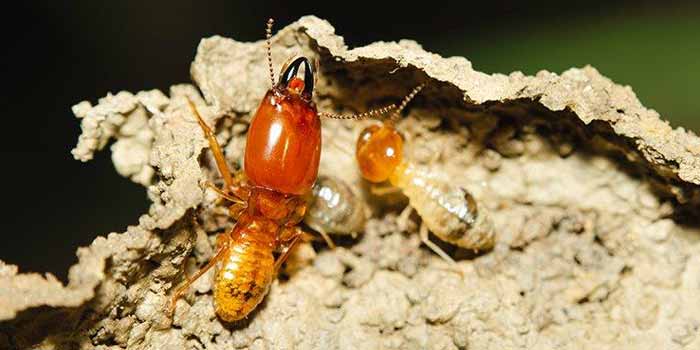 Termite Control Barton